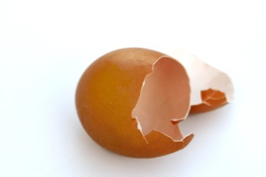 egg shell 1